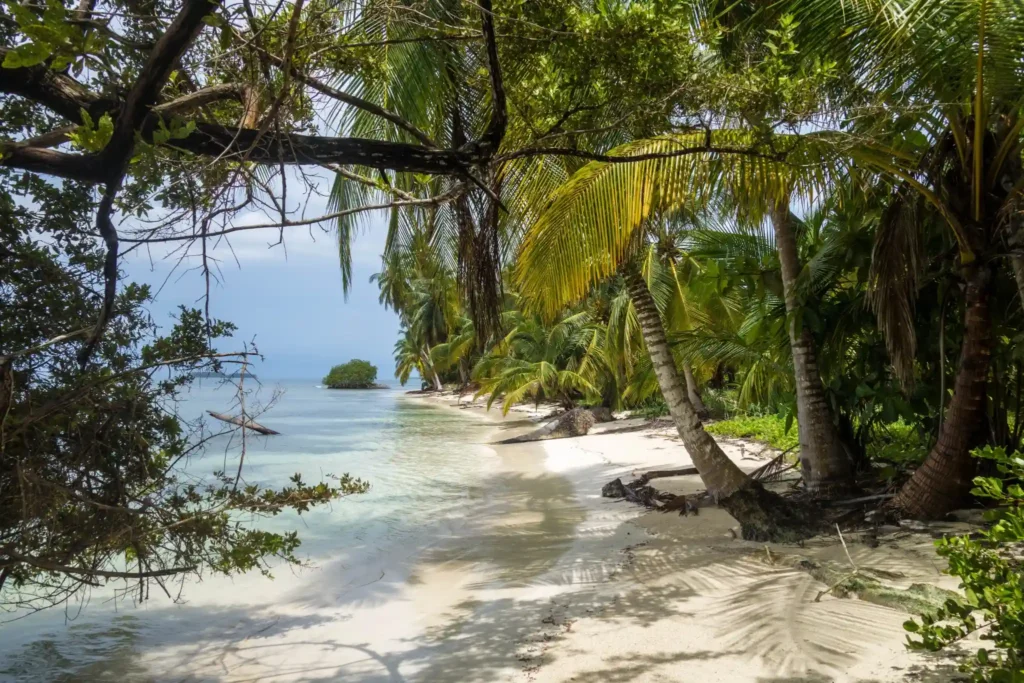 Wide tropical beach with palm trees and open shoreline similar to Playa Tecolote